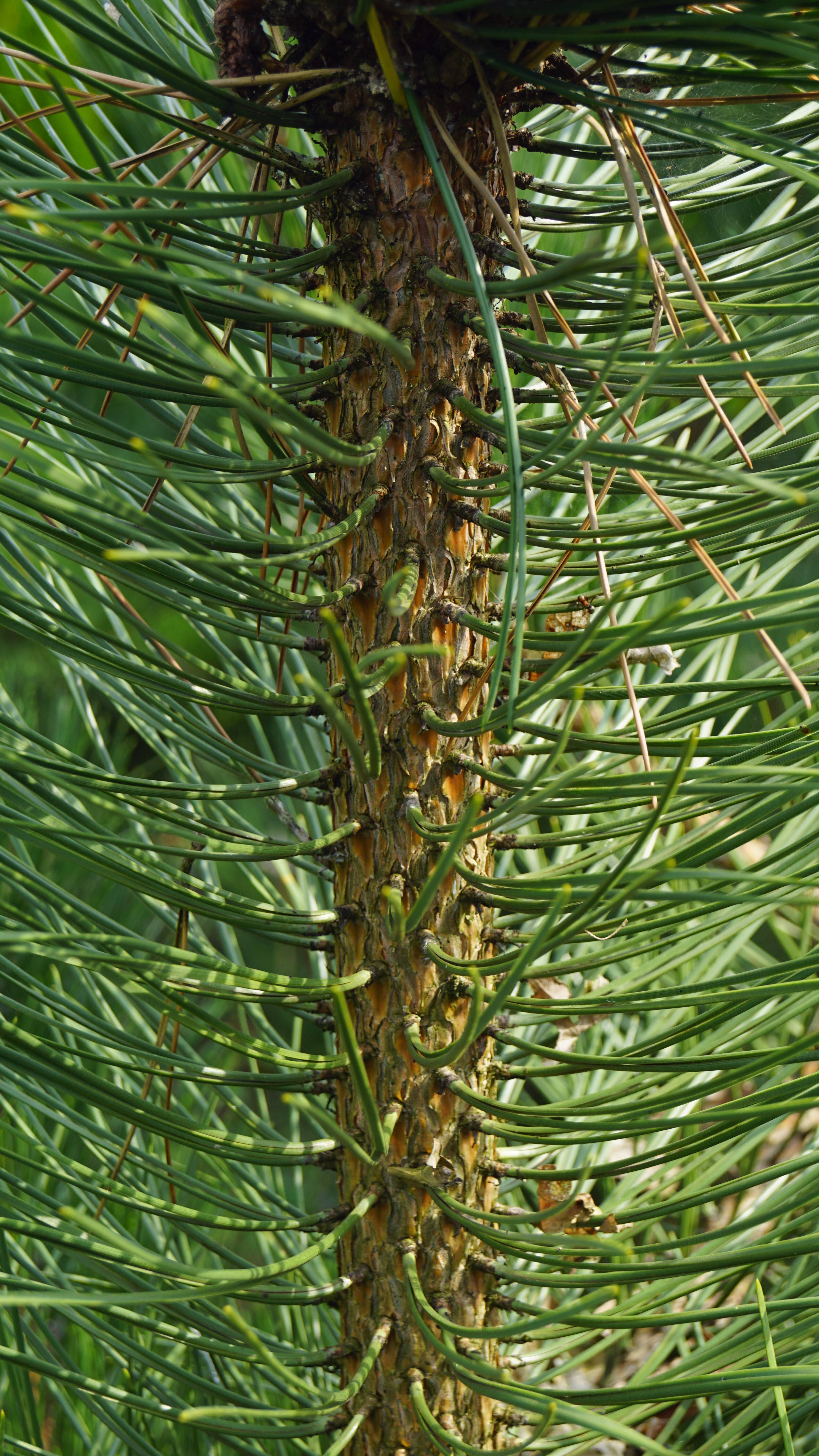 Pinus nigra nigra (2)-1